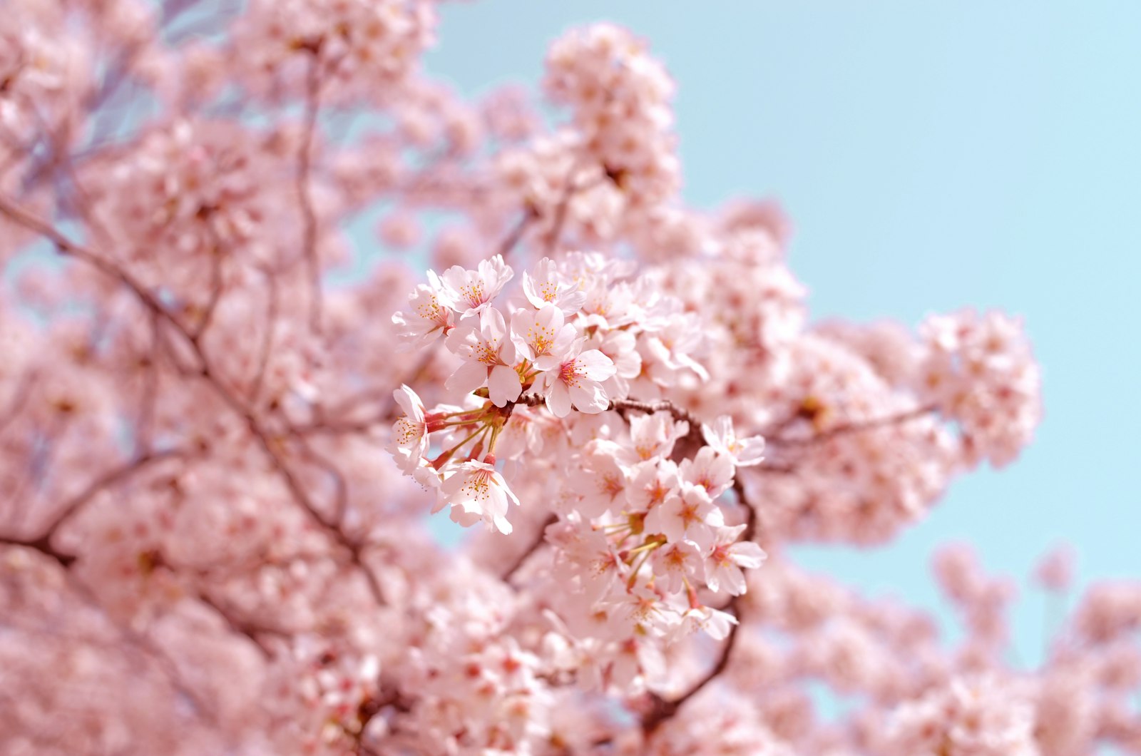 Best Time to Visit Japan: A Month-by-Month 2026 Guide